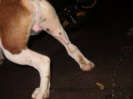 So, choosing the right ball for your dog can make a big difference to both their enjoyment and safety. When Does Dogs Balls Drop Go Pitbull Forums