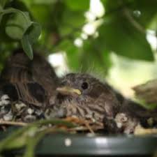 Cinde Huffman S Garden Baby House Finch In My Hanging Basket Hanging Baskets Garden Tours Baby Bird