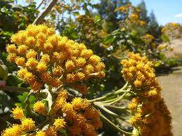 Image result for Solanecio