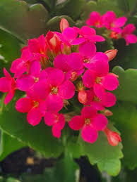 Image result for Kalanchoe