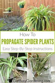 How To Propagate Spider Plants Step By Step Propagating Plants Plants Spider Plant Propagation