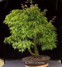 A great four season tree with an attractive form. 3a Japanese Maple Multi Trunk Bonsai Eejit