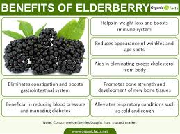 Image result for elderberry
