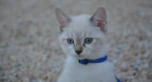Yang membedakan kucing siam dengan. Baka Kucing Dengan Mata Biru 23 Foto Kucing Yang Paling Indah Adalah Coklat Dan Coklat Warna Kuning Muda Dan Lain Lain Bagaimana Memilih Anak Kucing