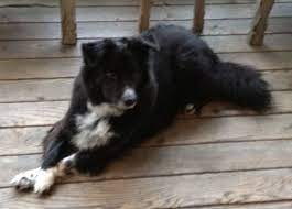 Sweet Sidney S Photo Dogs Dog Adoption Collie Mix