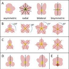 We did not find results for: Symmetry In Diverse Flower Shapes A Asymmetrical Flowers Have No Download Scientific Diagram