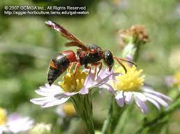 Many types of beetles are harmless and can be beneficial for gardens or backyards. Beneficial Insects In The Garden 39 Red Black Mason Wasp Pachodynerus Sp