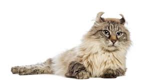 American Curl (Longhair) Cats | Cat Breeds