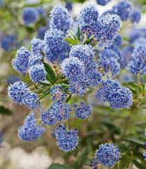 Ceanothus concha california lilac plant. Ceanothus Concha California Lilac
