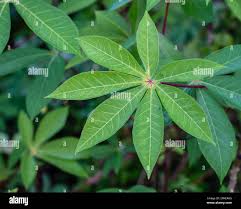 Image result for Manihot esculenta