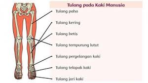 Tulang jari kaki (phalanges/phalanx) merupakan jenis tulang yang terletak dibagian kaki dan terhubung pada telapak kaki (plantar) yang memiliki fungsi sebagai penopang tubuh agar seimbang dalam melakukan. Kunci Jawaban Tema 1 Kelas 5 Sd Halaman 63 64 65 66 67 68 69 70 Subtema 2 Organ Gerak Manusia Halaman All Tribun Jateng