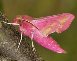 14 animales de color rosa que te van a sorprender - EspacioCiencia.com