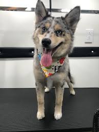 Get russian federation pet sitters, groomers, dog walkers and pet boarding near you. Mobile Pet Grooming Pembroke Pines Mobile Dog Grooming Near Me