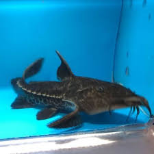 Apr 14, 2021 · how long do catfish can live in a fish tank? Pin On Exotic Fishshop