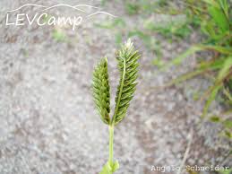 Image result for Tristachya