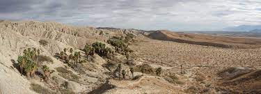 Palm Trees Show The Trace Of The San Andreas Fault Near Palm Springs Southern California The Fault Has Displaced Science And Nature Geology San Andreas Fault