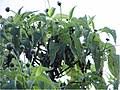 Image result for Psychotria lebrunii