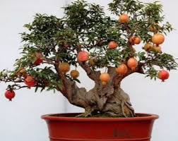 Bangalore fruit plants online fruit seeds fruits in india fruits online fruit tree fruit tree nursery in kerala fruit trees garden flowers goa fruit indian fruits indian nursery indoor fruit plants natural plants online online fruits order plants online outdoor plants passion fruit in hindi plant nurseries. Ficus Benghalensis Is Native To India Sri Lanka And Pakistan The Banyan Tree Makes A Beautiful Bonsai Wi Bonsai Fruit Tree Bonsai Tree Types Bonsai Tree Care