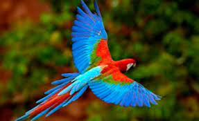 El ave nacional de honduras es la guacamaya roja, comúnmente llamada guara roja. Simbolos Patrios By Mariel Gonzalez523 On Emaze