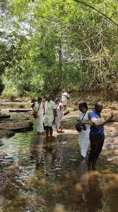 Image result for Afrosolen bainesii