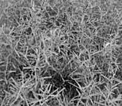 Image result for Aerva leucura