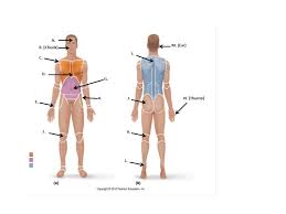Some of the worksheets for this concept are answers abdominal cavity anatomy physiology work, practicing anatomical terminology part a rewrite each, practical 1 work, the language of anatomy. Language Of Anatomy Quiz Trivia Proprofs Quiz