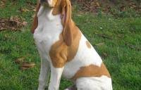 Image result for švycký honič