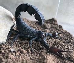 Image result for Scorodophloeus