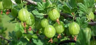 Zum einkochen und für kuchenbelag erntest du grüne beeren, die noch nicht ausgewachsen sind. Stachelbeeren Einfrieren So Hast Du Langer Was Von Den Fruchten Utopia De