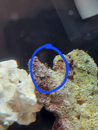 Identification: What Are These? | Boston Reefers Society