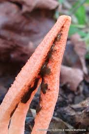 Image result for Polystachya fusiformis