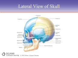 Bone markings labeling ankrumax de. Chapter 3 The Skeletal System Ppt Video Online Download