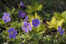 Image result for Geranium bohemicum Orhcid Blue