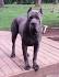 Cane Corso For Sale in Kentucky - Hoobly Classifieds