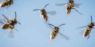 Wespen Stechen Kleingartner Tot