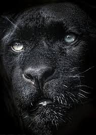 Beauty Animals Beautiful Black Animals Animals Wild