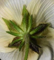Image result for Hibiscus aethiopicus