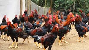 We did not find results for: Keunggulan Dan Kelemahan Ayam Jawa Super Ilmu Peternakan