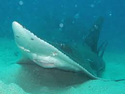 Image result for Rhynchosia usambarensis