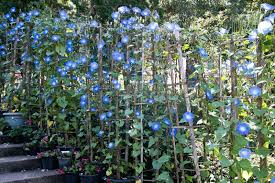 Image result for Ipomoea Heavenly Blue