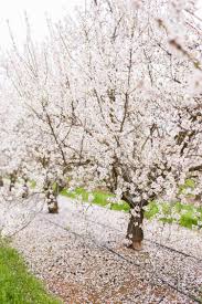 Carrizo plain national monument is one of the best kept secrets in california. Where To Find Blooming Flower Fields And Orchards In California