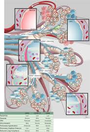 Acute respiratory distress syndrome (ards) occurs when our lungs are severely injured, often by infection or trauma. Differentiating Covid 19 Pneumonia From Acute Respiratory Distress Syndrome And High Altitude Pulmonary Edema Circulation