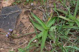 Image result for Cyanotis sp. aff. C. lapidosa