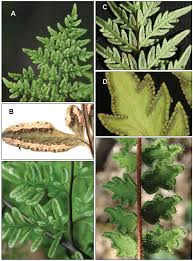 Image result for Cheilanthes similis