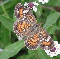 Image result for Trichopteryx fruticulosa