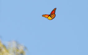 We did not find results for: Aesthetic Butterflies Wallpapers Top Free Aesthetic Butterflies Backgrounds Wallpaperaccess