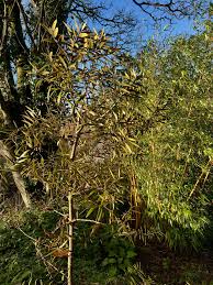 Image result for Agathis