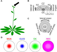 Maybe you would like to learn more about one of these? Mathematical Modeling Of Plant Cell Fate Transitions Controlled By Hormonal Signals