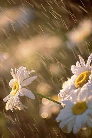 I Like To Think This Is What God Is Doing To My Life Right Now Beautiful Spring Rain Summer Rain Spring Rain Rain Drops