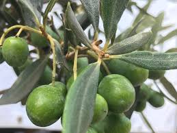 Image result for Olea